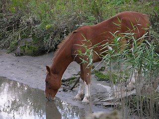 Image showing Drinking horse