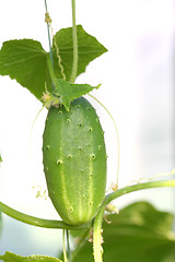 Image showing Vegetables, Fresh Cucumber on Branch