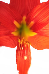 Image showing red lily