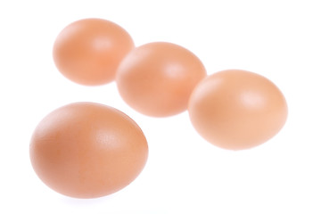 Image showing Egg, Bird