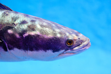 Image showing Fish