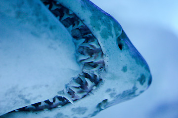 Image showing Shark