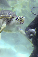 Image showing Giant turtle