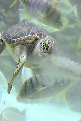 Image showing Turtle