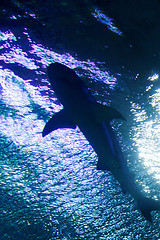 Image showing Shark