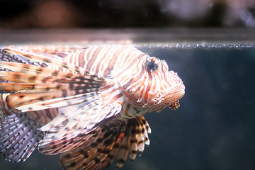 Image showing Fish