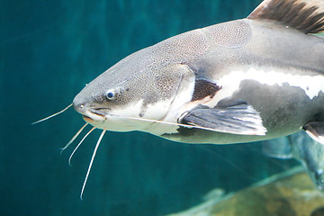 Image showing Fish