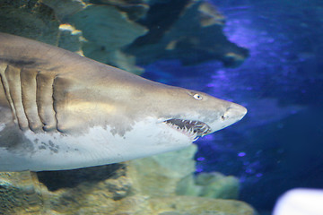 Image showing Shark