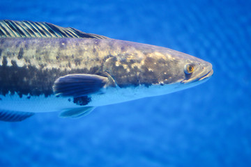 Image showing Fish