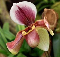 Image showing Paphiopedilum Orchid