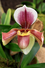 Image showing Paphiopedilum Orchid