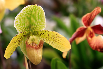 Image showing Paphiopedilum Orchid