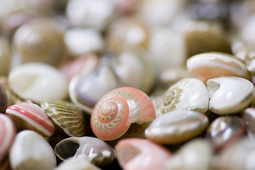 Image showing Shells