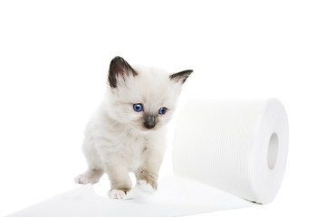 Image showing Kitten Soft