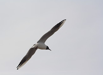 Image showing seagull