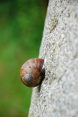 Image showing snail