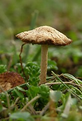 Image showing Mushroom