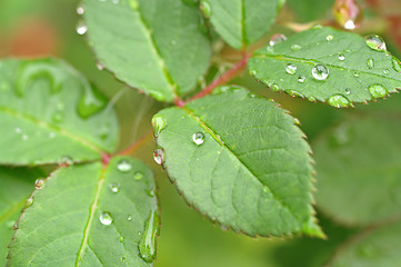 Image showing water drops on leaves