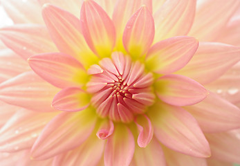 Image showing perfect dahlia flower