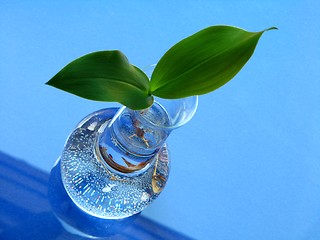 Image showing lily of the valley - leaves over blue background