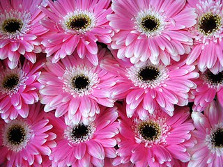 Image showing Pink Gerber flowers - background