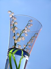 Image showing lily of the valley over blue background