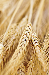 Image showing Wheat ears