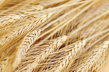 Image showing Wheat ears