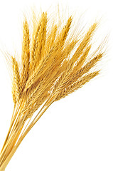 Image showing Isolated wheat ears