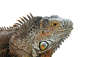 Image showing Green Iguana