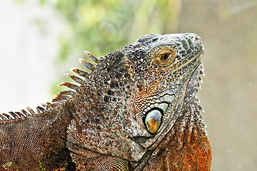 Image showing Green Iguana