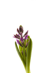 Image showing hyaciunth