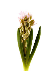 Image showing hyaciunth
