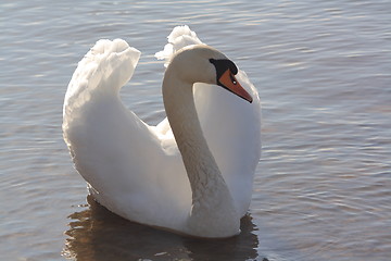 Image showing swan