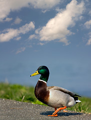 Image showing Mallard duck