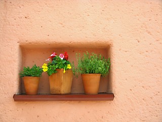 Image showing Orange wall and flowers