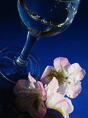 Image showing Rhododendron and glass over blue background