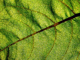 Image showing Leaf of sunflower - detail