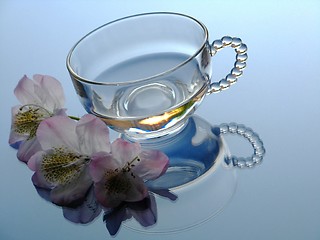 Image showing Rhododendron and glass pot