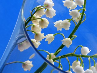 Image showing lily of the valley - detail