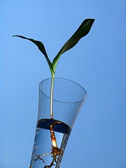 Image showing lily of the valley - leaves over blue background