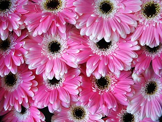 Image showing Pink Gerber flowers - background