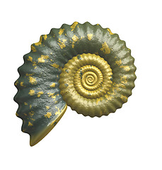 Image showing shell