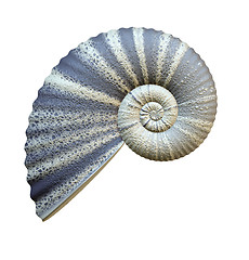 Image showing sea shell