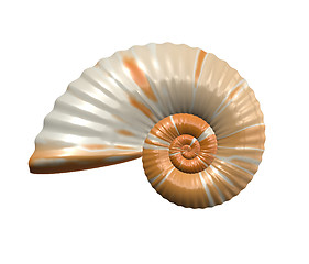 Image showing sea shell