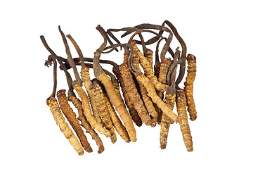 Image showing Traditional Chinese Medicine - Cordyceps sinensis