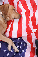 Image showing sleeping labrador