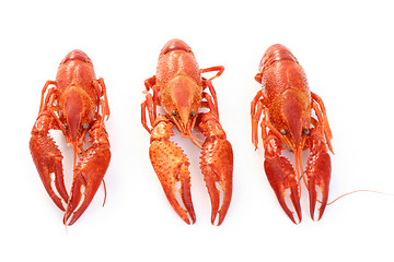 Image showing crawfish