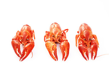 Image showing crawfishes