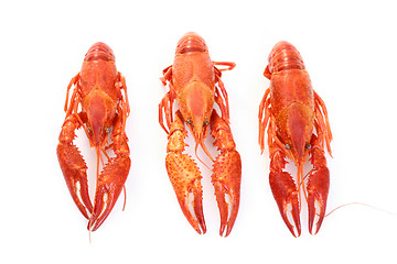 Image showing crawfishes